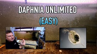 How I Raise Daphnia Water Fleas And You Can Too [upl. by Maighdiln]