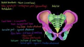 Skeletal Structures The Pelvis [upl. by Horten]