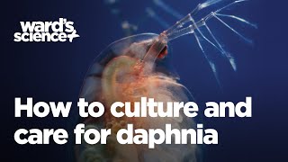 Caring and Culturing for Daphnia [upl. by Othelia]