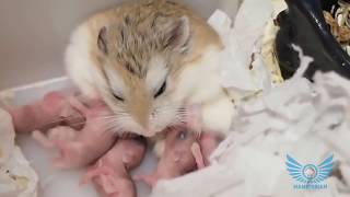 30 Days of Roborovsky Hamster Babies [upl. by Aicined]