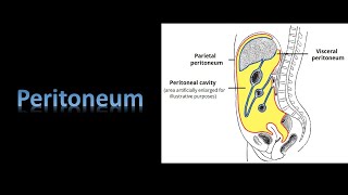 PeritoneumA new file Prof Dr Md Ashfaqur Rahman [upl. by Pogue783]