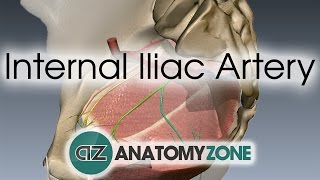 Internal Iliac Artery [upl. by Neelrad]