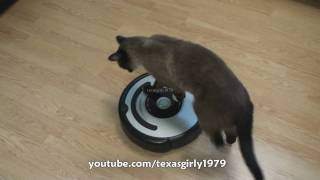 Cat shows HOW TO use iRobot Roomba Vacuum [upl. by Hach]