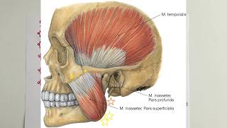ANATOMİ22KONUTemporal Bölge ve Çiğneme Kasları [upl. by Parhe]