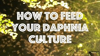 How To Feed Your Daphnia Culture [upl. by Breech]