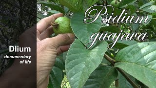 Common guava Psidium guajava  part 1 [upl. by Sev917]