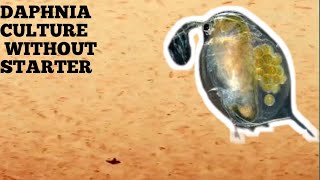 HOW TO CULTURE DAPHNIA NATURALLY WITHOUT A STARTER [upl. by Oflunra]