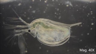 Daphnia magna under the Microscope [upl. by Arahk]