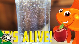 How to culture Vinegar Eels The EASY Way Live Fish Food [upl. by Arsi]