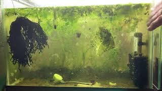 Scuds Daphnia Cherry Shrimp Copepods My aquatic food culture [upl. by Eniwtna]