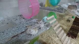 My roborovski hamster and their cage [upl. by Mir]