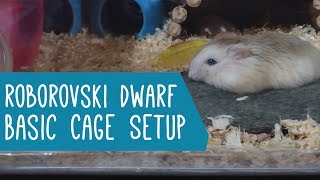 Roborovski Dwarf Hamster Basic Cage Setup [upl. by Adiaroz]