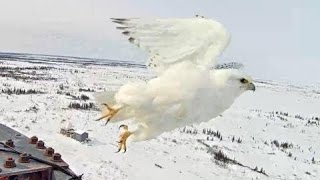 Gyrfalcon Exploreorg March 5 2016 [upl. by Kir124]