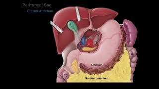 Peritoneum tutorial [upl. by Erlewine203]