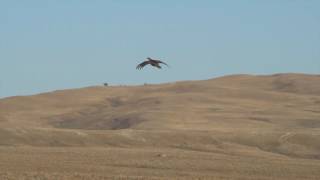 Falconry Grouse Hawking with a Gyrfalcon [upl. by Notnirt331]