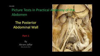 Picture Tests in Anatomy  Abdomen  Posterior Wall 1 [upl. by Hough4]