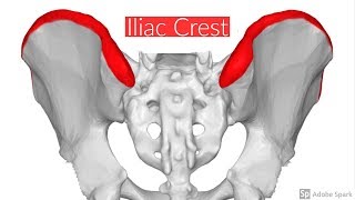 Iliac crest [upl. by Ailiec]