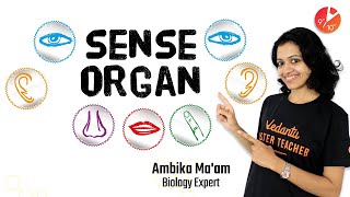 Sense Organs  Learn About Five Senses  Class 10 ICSE Biology 2020 Vedantu910 [upl. by Ewen]