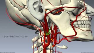 External Carotid Branches  3D Anatomy Tutorial [upl. by Justinian]