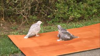 40 days old gyrfalcons playing [upl. by Lichter420]