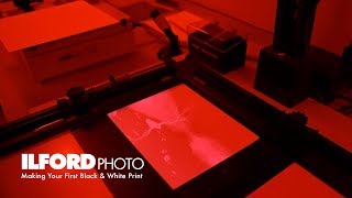 Making Your First Black amp White Darkroom Print [upl. by Ayhtin107]