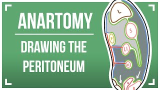 Drawing The Peritoneum [upl. by Duncan]