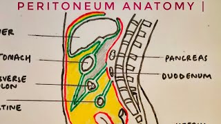 Peritoneum anatomy  med tutorials [upl. by Leerzej]