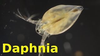 Daphnia [upl. by Audra304]