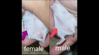 How to gender a month old Roborovski hamster [upl. by Lud]