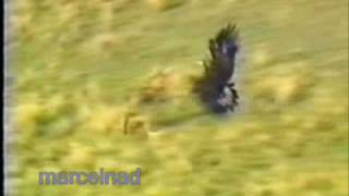 hunting wolves with a golden eagle in Mongolia KazajstánKy [upl. by Atinoj812]