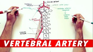 Anatomy Tutorial  The Vertebral Artery [upl. by Ybocaj]