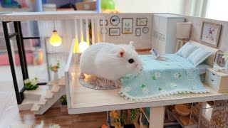 Cute Roborovski Hamster Playing In DIY Miniature House Cage  Hamsters Island [upl. by Ellezig]