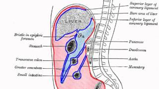 Peritoneal Cavity  Part 1  Anatomy Tutorial [upl. by Auqinat]