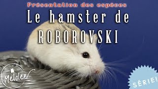 Le hamster de roborovski  présentation [upl. by Nrehtac]