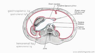 Peritoneal Cavity  Part 3  Anatomy Tutorial [upl. by Macario]