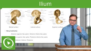 Ilium Body amp Bony Landmarks – Anatomy  Lecturio [upl. by Tai393]