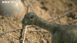 Baby Tambatitanis vs Tyrannosaurus  DINOSAURS [upl. by Beckerman714]