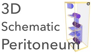 Peritoneum  3D Schematic Anatomy amp Relations [upl. by Berta956]