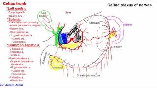 Anatomy of celiac trunk [upl. by Ydnor]