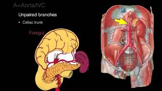 Retroperitoneal space and Retroperitoneal organs [upl. by Georgia537]