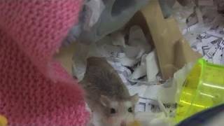 How To Take Care Of Roborovski Hamsters [upl. by Eenram]