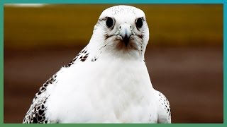 How Fast Is A Gyrfalcon  BBC Earth Explore [upl. by Conah]