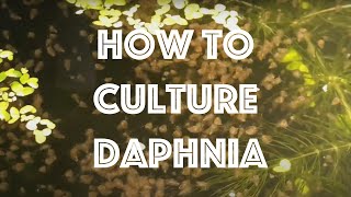 How To Culture Daphnia Magna [upl. by Nolubez]