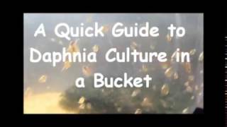 How to culture daphnia outside [upl. by Laundes]