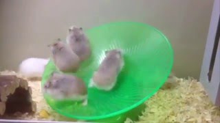 Funny Roborovski hamsters on a wheel xD [upl. by Walliw]