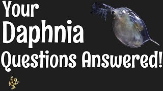 Daphnia Questions Answered [upl. by Willis531]