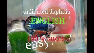 daphnia moina culture Easy way Unlimited production English  with sub Green water Chlorella [upl. by Hanej981]