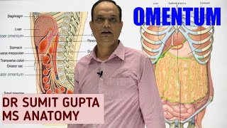 PERITONEUM Part 2  OMENTUM [upl. by Gilda]