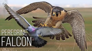 PEREGRINE FALCON  Bird Slayer and Dive master The Fastest Animal on the Planet [upl. by Moureaux863]