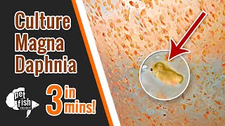 How to culture DAPHNIA MAGNA  The easy way [upl. by Mollee]